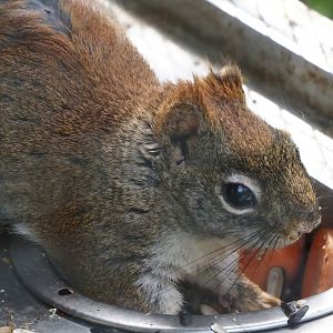 North American red squirrel (Tamiasciurus hudsonicus), 2024-04-14