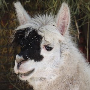 Alpaca (Vicugna pacos), 2024-04-14