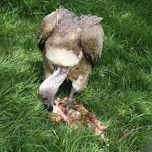 African white-backed vulture (Gyps africanus), 2024-04-14