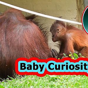 Frolicking Orangutans Interrupted by Baby's Curiosity