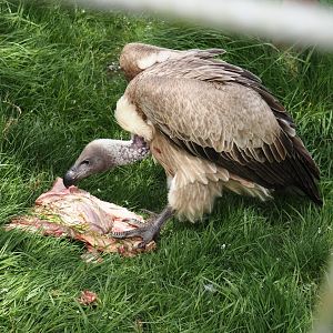 African white-backed vulture (Gyps africanus), 2024-04-14