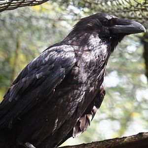 Common raven (Corvus corax corax), 2024-04-14