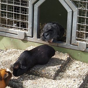 Domestic guinea pigs (Cavia porcellus), 2024-04-14