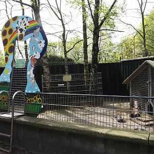 Domestic guinea pig and Domestic rabbit pen, 2024-04-14