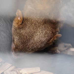 Tayra (Eira barbara), 2024-04-14