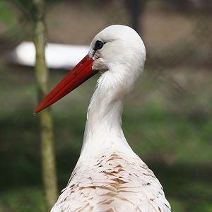 European white stork (Ciconia ciconia), 2024-04-14
