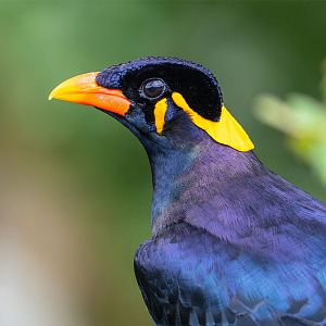 Common Hill Myna (Gracula Religiosa)