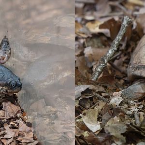 Pelusios castaneus x subniger? - Zoo Plzeň