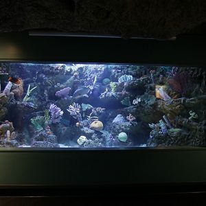 Tropical Pacific Gallery - Eating Coral