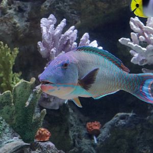 Spotted parrotfish (Cetoscarus ocellatus)