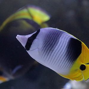 Pacific double-saddle butterflyfish (Chaetodon ulietensis)