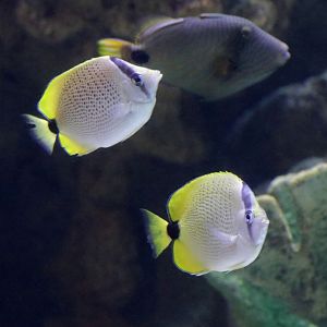 Millet butterflyfish (Chaetodon miliaris)[