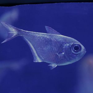 Black-stripe sweeper (Pempheris schwenkii)