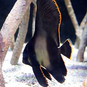 longfin batfish (Platax pinnatus), juvenile