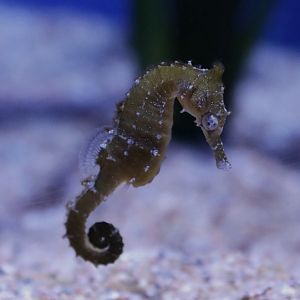 White's seahorse (Hippocampus whitei)