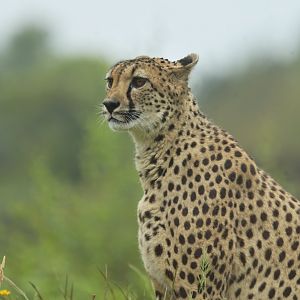 Southern cheetah (Acinonyx jubatus jubatus)