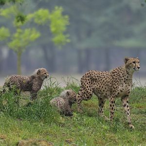 Southern cheetah (Acinonyx jubatus jubatus)