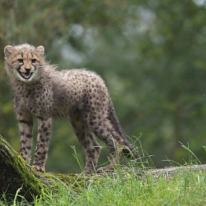 Southern cheetah (Acinonyx jubatus jubatus)