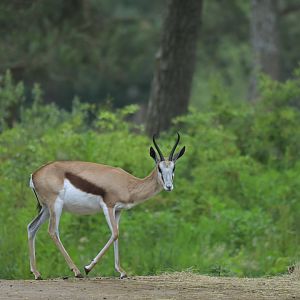 Springbok (Antidorcas marsupialis)