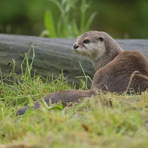 Oriental small-clawed otter (Aonyx cinerea)