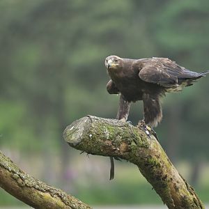 Steppe eagle (Aquila nipalensis)
