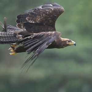 Steppe eagle (Aquila nipalensis)