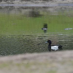 Wild Tufted duck (Aythya fuligula)