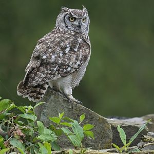Spotted eagle-owl (Bubo africanus)