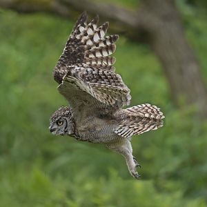 Spotted eagle-owl (Bubo africanus)