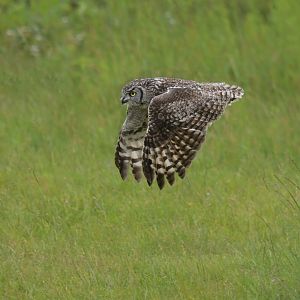 Spotted eagle-owl (Bubo africanus)