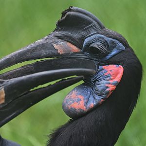 Abyssinian ground hornbill Bucorvus abyssinicus