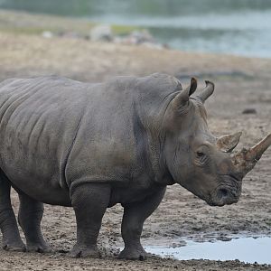 Southern white rhinoceros (Ceratotherium simum simum)