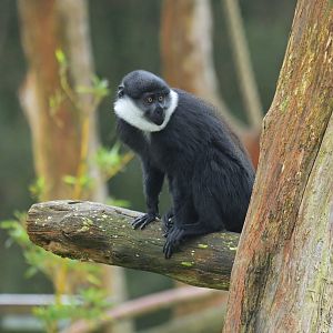 Lhoest monkey (Allochrocebus lhoesti)
