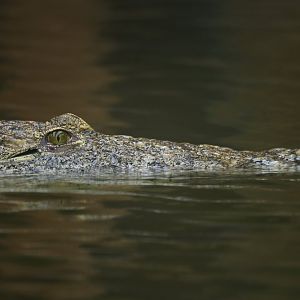Nile crocodile (Crocodylus niloticus)