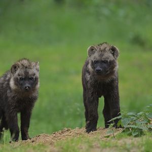 Spotted hyaena (Crocuta crocuta)