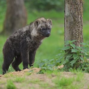 Spotted hyaena (Crocuta crocuta)