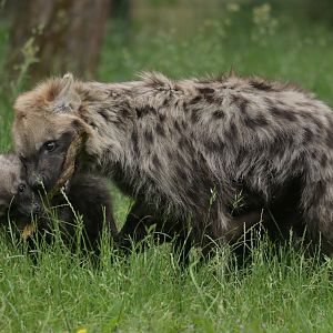 Spotted hyaena (Crocuta crocuta)