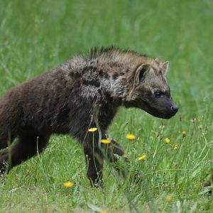 Spotted hyaena (Crocuta crocuta)