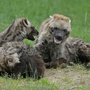 Spotted hyaena (Crocuta crocuta)