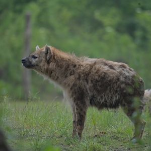 Spotted hyaena (Crocuta crocuta)