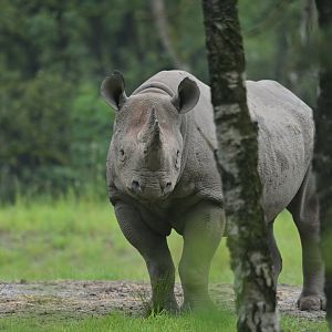 Eastern black rhinoceros (Diceros bicornis michaeli)