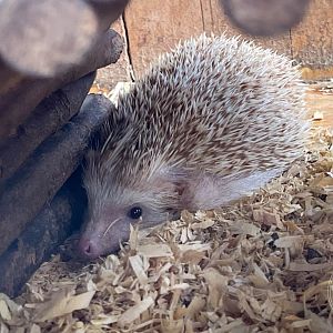 Hedgehog with no detailed sign