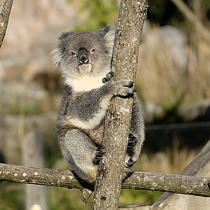 Victoria Koala - Longleat 2024