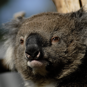Koala's Face - Longleat 2024