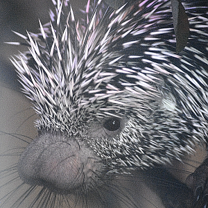 Prehensile-Tailed Porcupine - Longleat 2024