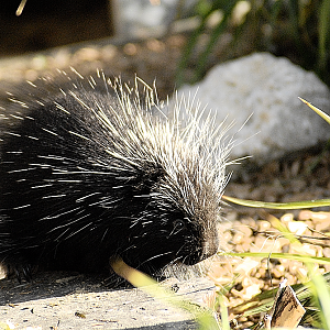 North American Porcupine - Longleat 2024