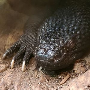 Guatemala Beaded Lizard (Heloderma charlesbogerti)