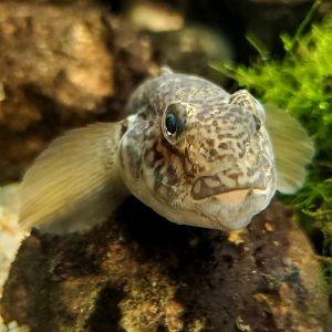 Round Goby (Neogobius melanostomus)