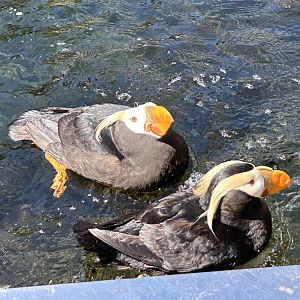 Tufted Puffins