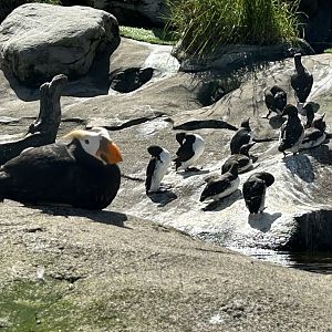 Tufted Puffin & Common Murres